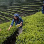 Spring Tea Harvest Begins in Sichuan's Verdant Fields