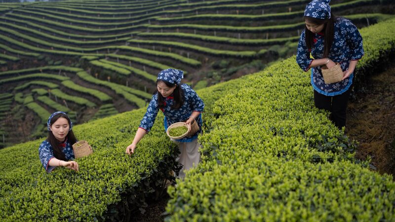 Spring_Tea_Harvest_Begins_in_Sichuans_Verdant_Fields - Khabar Asia Spring Tea Harvest Begins in Sichuan's Verdant Fields