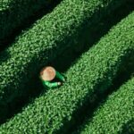 Spring Tea Harvest Kicks Off in Hangzhou: The Precious 'Mingqian Cha' Emerges