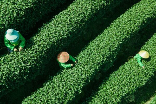 Spring Tea Harvest Kicks Off in Hangzhou: The Precious ‘Mingqian Cha’ Emerges Spring Tea Harvest Kicks Off in Hangzhou: The Precious 'Mingqian Cha' Emerges