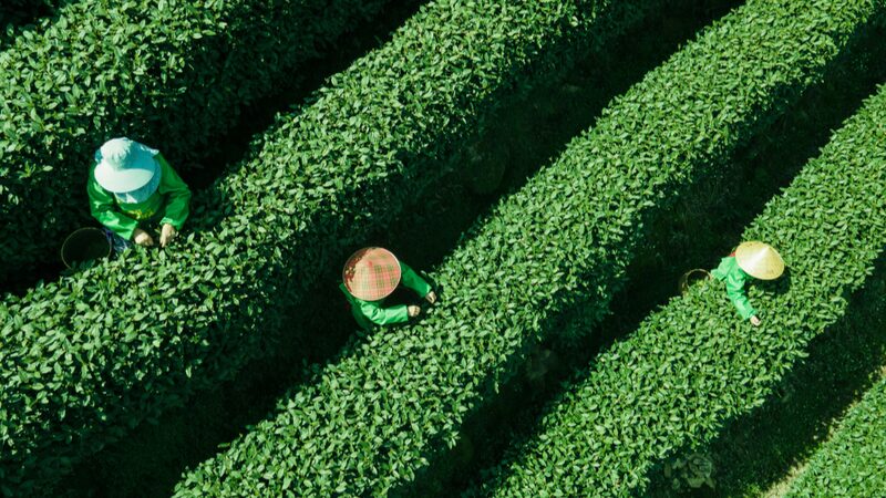 Spring_Tea_Harvest_Kicks_Off_in_Hangzhou_The_Precious_Mingqian_Cha_Emerges - Khabar Asia Spring Tea Harvest Kicks Off in Hangzhou: The Precious 'Mingqian Cha' Emerges