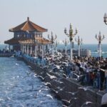 Spring Unfolds in Qingdao with Arrival of Black-Headed Gulls