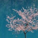 Springtime_Magic_in_Jiuzhaigou__A_Fairy_Tale_Come_to_Life video poster