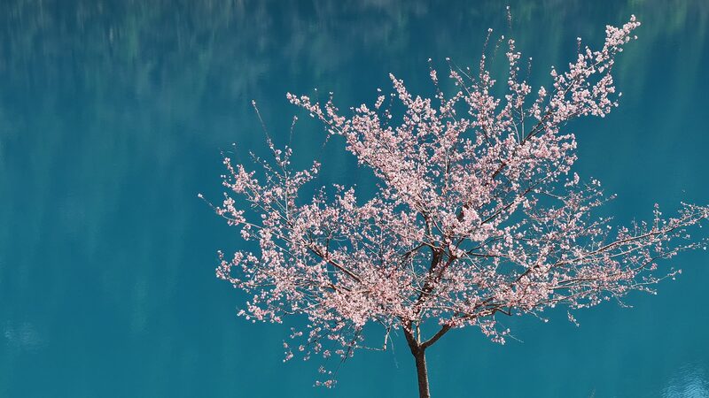 Springtime_Magic_in_Jiuzhaigou__A_Fairy_Tale_Come_to_Life_poster - Khabar Asia Springtime_Magic_in_Jiuzhaigou__A_Fairy_Tale_Come_to_Life video poster