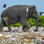 Sri Lanka's Youth Lead ZeroPlastics Movement to Combat Plastic Pollution