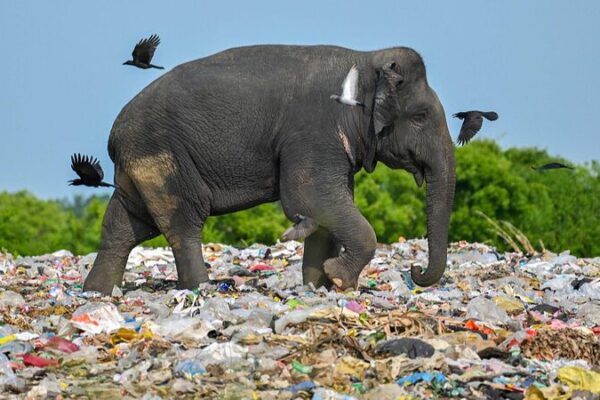 Sri Lanka’s Youth Lead ZeroPlastics Movement to Combat Plastic Pollution Sri Lanka's Youth Lead ZeroPlastics Movement to Combat Plastic Pollution