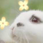 Step_into_a_Fairytale_Wonderland_at_Holland_Flower_Park_in_Jiangsu_s_Yancheng video poster