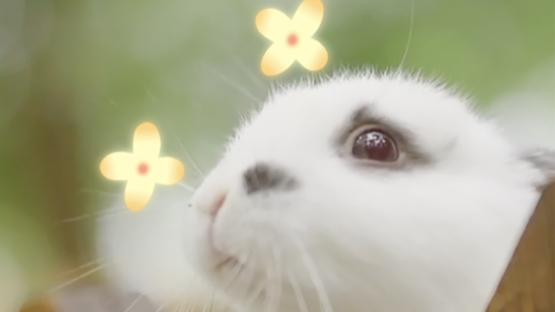 Step_into_a_Fairytale_Wonderland_at_Holland_Flower_Park_in_Jiangsu_s_Yancheng_poster - Khabar Asia Step_into_a_Fairytale_Wonderland_at_Holland_Flower_Park_in_Jiangsu_s_Yancheng video poster