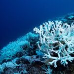 Study_Links_Ancient_Carbon_Release_to_Modern_Ocean_Acidification_Threat