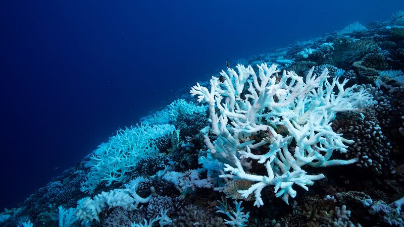 Study_Links_Ancient_Carbon_Release_to_Modern_Ocean_Acidification_Threat - Khabar Asia Study_Links_Ancient_Carbon_Release_to_Modern_Ocean_Acidification_Threat