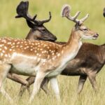 Study_Reveals_Decline_in_Genetic_Diversity_Among_Species