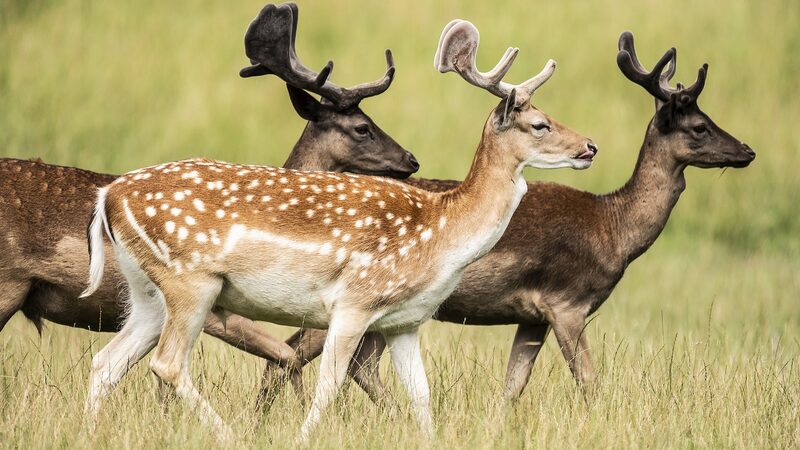 Study_Reveals_Decline_in_Genetic_Diversity_Among_Species