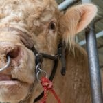 Study Reveals Humans Transmit More Viruses to Animals Than Vice Versa