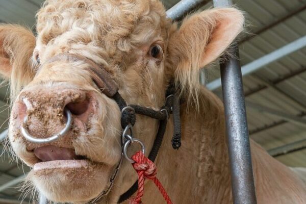 Study Reveals Humans Transmit More Viruses to Animals Than Vice Versa