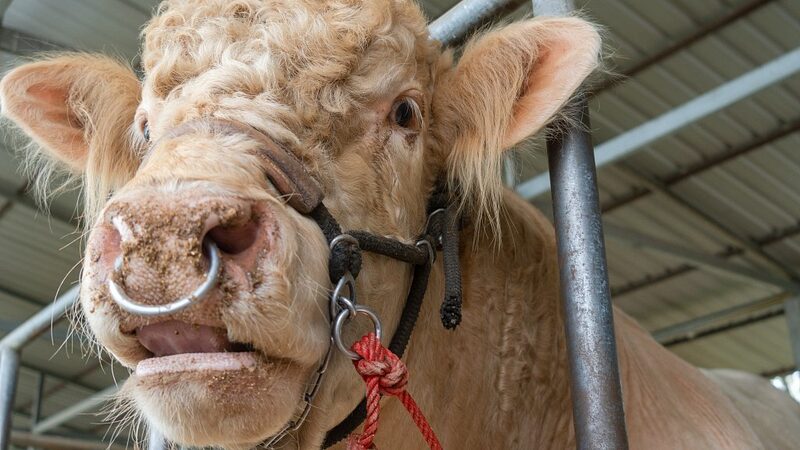 Study_Reveals_Humans_Transmit_More_Viruses_to_Animals_Than_Vice_Versa - Khabar Asia Study Reveals Humans Transmit More Viruses to Animals Than Vice Versa