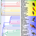 Study Reveals Modern Birds Diversified Before Dinosaur Extinction