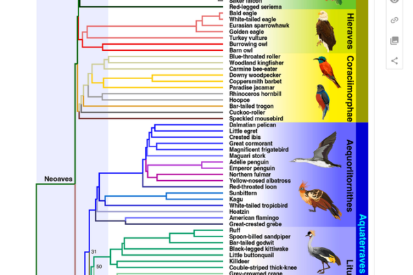 Study Reveals Modern Birds Diversified Before Dinosaur Extinction Study Reveals Modern Birds Diversified Before Dinosaur Extinction