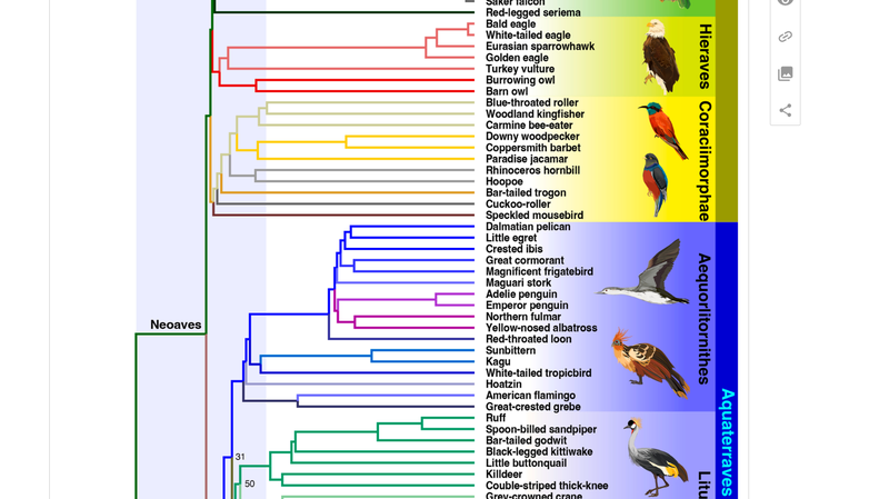 Study_Reveals_Modern_Birds_Diversified_Before_Dinosaur_Extinction - Khabar Asia Study Reveals Modern Birds Diversified Before Dinosaur Extinction