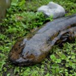 Study_Reveals_Nine_Critically_Endangered_Chinese_Giant_Salamander_Species