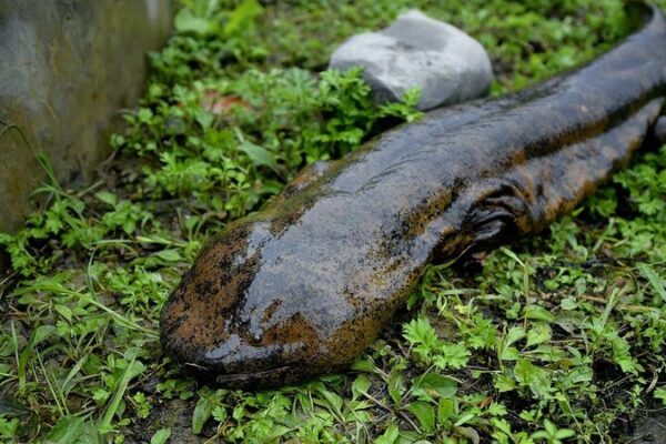 Study_Reveals_Nine_Critically_Endangered_Chinese_Giant_Salamander_Species