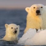Study Reveals Polar Bears Losing Weight Due to Extended Land-Based Diet
