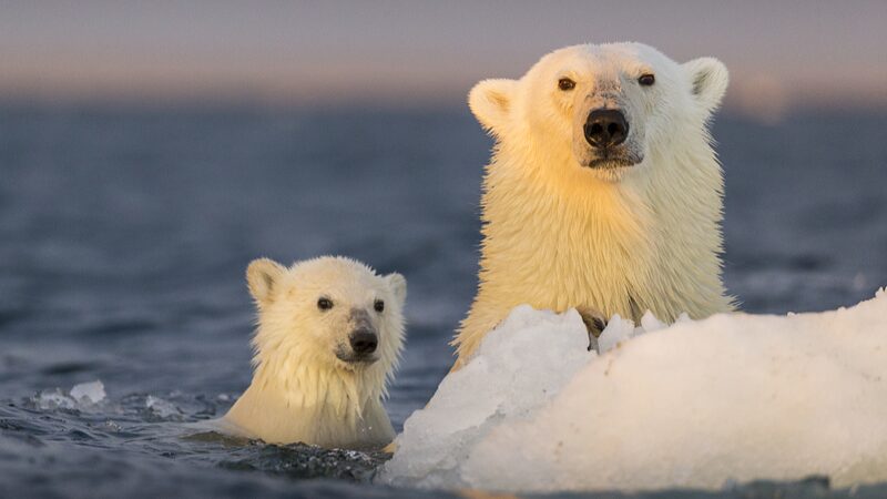 Study Reveals Polar Bears Losing Weight Due to Extended Land-Based Diet