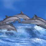 Study Reveals Ship Noise Alters Dolphin Communication in the Red Sea