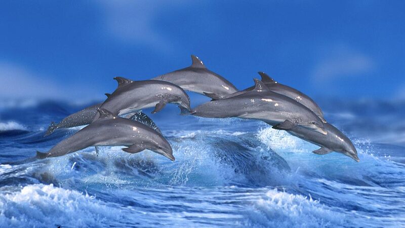 Study_Reveals_Ship_Noise_Alters_Dolphin_Communication_in_the_Red_Sea - Khabar Asia Study Reveals Ship Noise Alters Dolphin Communication in the Red Sea