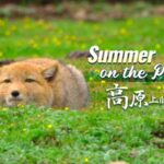 Summer_Showdown__When_Tibetan_Foxes_Meet_Marmots_on_the_Plateau video poster