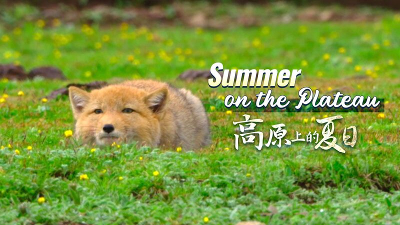 Summer_Showdown__When_Tibetan_Foxes_Meet_Marmots_on_the_Plateau_poster - Khabar Asia Summer_Showdown__When_Tibetan_Foxes_Meet_Marmots_on_the_Plateau video poster