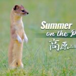 Summer_on_the_Plateau__Meet_China_s__Fragrant_Weasel__in_Qinghai video poster