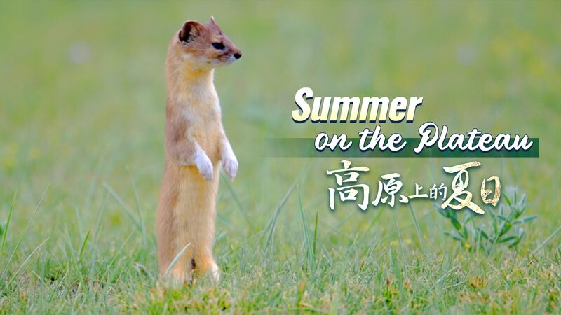 Summer_on_the_Plateau__Meet_China_s__Fragrant_Weasel__in_Qinghai_poster - Khabar Asia Summer_on_the_Plateau__Meet_China_s__Fragrant_Weasel__in_Qinghai video poster
