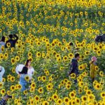 Sunflowers_Illuminate_Beijing_s_Wenyuhe_Park__Showcasing_Autumn_Splendor