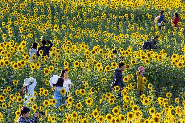 Sunflowers Illuminate Beijing’s Wenyuhe Park, Showcasing Autumn Splendor Sunflowers_Illuminate_Beijing_s_Wenyuhe_Park__Showcasing_Autumn_Splendor