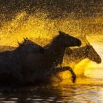 Sunrise_Spectacle__Galloping_Horses_Paint_a_Golden_Dawn_in_Inner_Mongolia