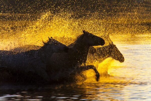 Sunrise Spectacle: Galloping Horses Paint a Golden Dawn in Inner Mongolia Sunrise_Spectacle__Galloping_Horses_Paint_a_Golden_Dawn_in_Inner_Mongolia