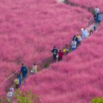 Suqian_s_Pink_Muhly_Grass_Fields_Paint_a_Romantic_Autumn_Scene