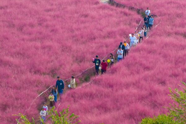 Suqian’s Pink Muhly Grass Fields Paint a Romantic Autumn Scene Suqian_s_Pink_Muhly_Grass_Fields_Paint_a_Romantic_Autumn_Scene