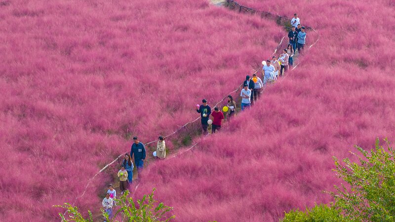 Suqian_s_Pink_Muhly_Grass_Fields_Paint_a_Romantic_Autumn_Scene - Khabar Asia Suqian_s_Pink_Muhly_Grass_Fields_Paint_a_Romantic_Autumn_Scene