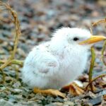 Survival_Struggles_of_Great_Crested_Terns_in_Xiangshan_County video poster