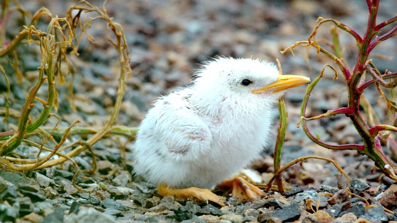 Survival_Struggles_of_Great_Crested_Terns_in_Xiangshan_County video poster