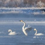 Swans Create Poetic Scenes Amid Morning Mist in China's Gansu Province