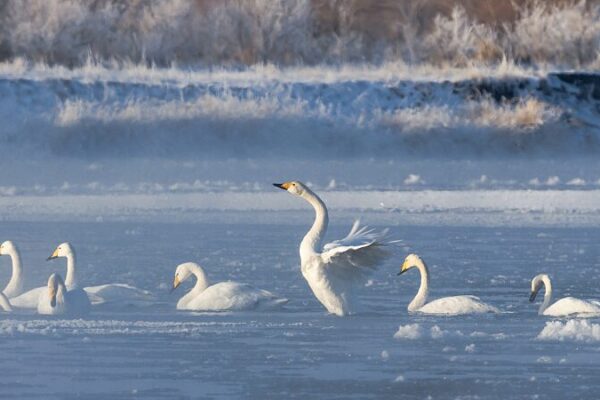 Swans Create Poetic Scenes Amid Morning Mist in China's Gansu Province
