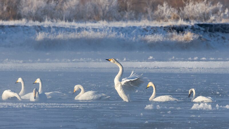 Swans Create Poetic Scenes Amid Morning Mist in China's Gansu Province