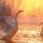 Swans Dance on Icy Linghe River in Liaoning's Winter Wonderland