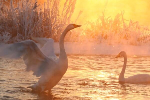 Swans Dance on Icy Linghe River in Liaoning’s Winter Wonderland Swans Dance on Icy Linghe River in Liaoning's Winter Wonderland