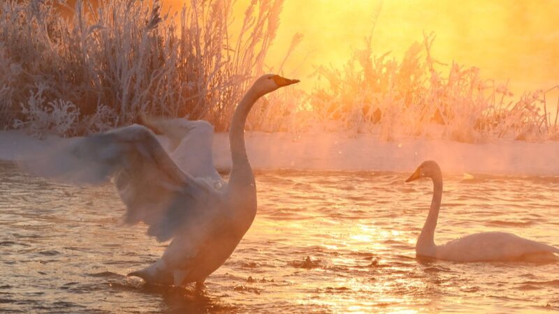 Swans_Dance_on_Icy_Linghe_River_in_Liaonings_Winter_Wonderland - Khabar Asia Swans Dance on Icy Linghe River in Liaoning's Winter Wonderland