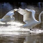 Swans Flock to Northeast China's Daling River for Winter