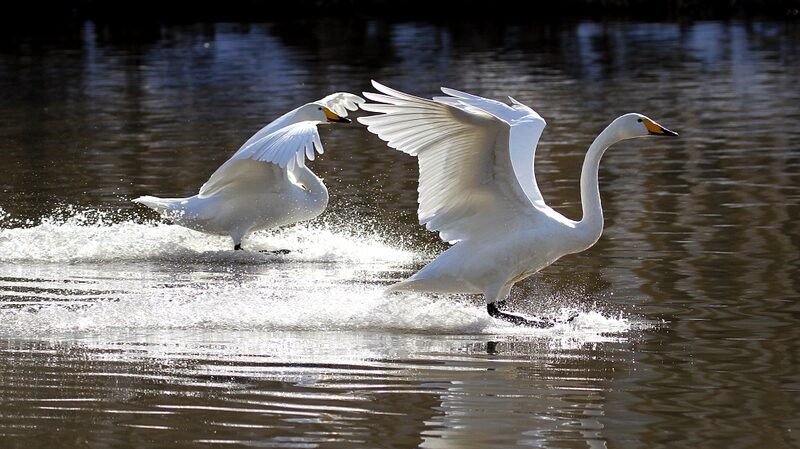 Swans_Flock_to_Northeast_Chinas_Daling_River_for_Winter - Khabar Asia Swans Flock to Northeast China's Daling River for Winter
