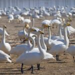 Swans Return to China's Sanmenxia, Heralding 'City of Swans' Viewing Season